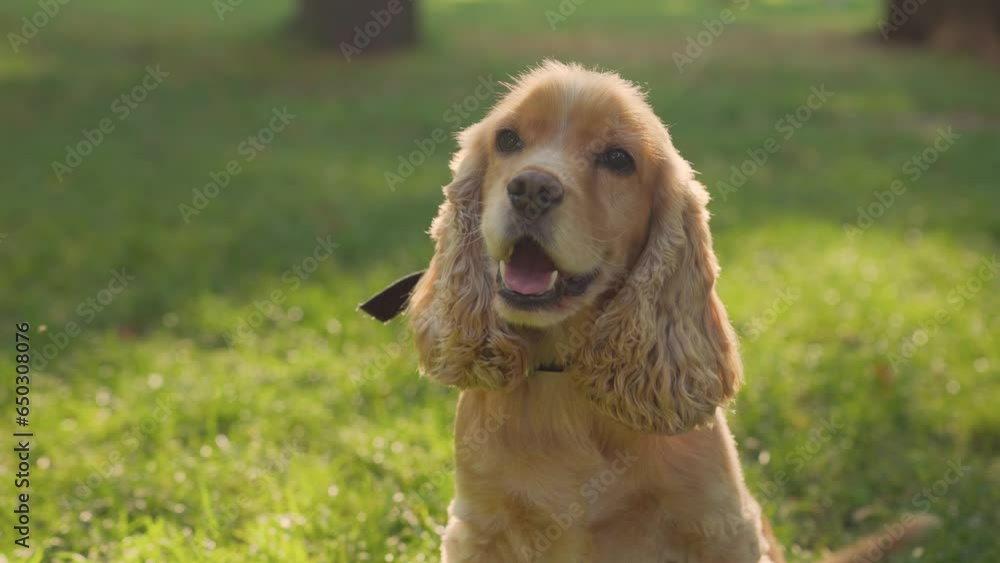 Close Up of English Cocker Spaniel Dog Outdoors. Pet Walking in City Park Close Up of English Cocker Spaniel Dog Outdoors. Pet Walking in City Park