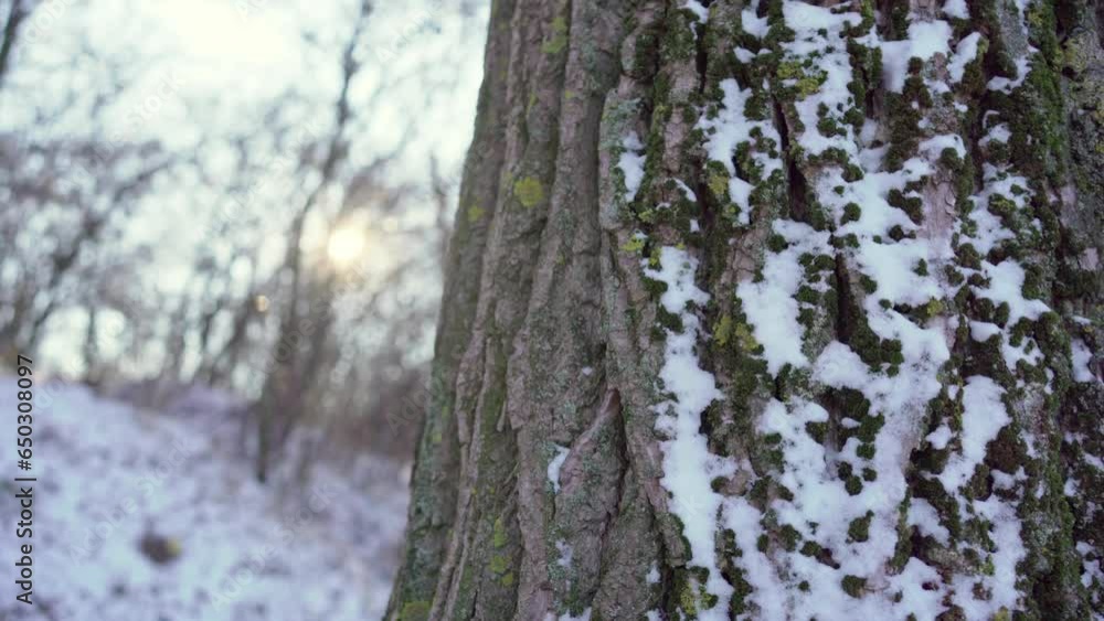 Tree bark covered in snow Tree bark covered in snow