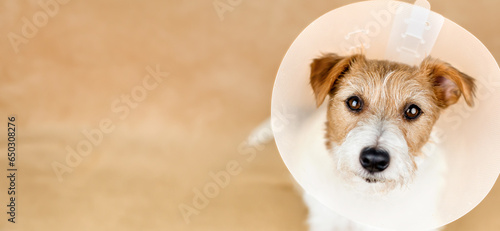 Cute healthy recovering dog wearing funnel collar. Protection after spaying surgery, web banner.