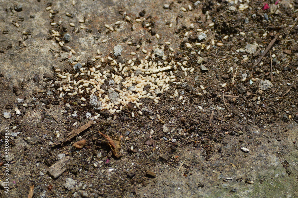 anthill and ant larvae