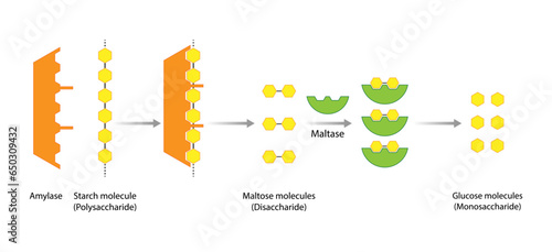 Carbohydrates Digestion. Amylase and Maltase Enzymes catalyze Polysaccharide Starch Molecule to Disaccharide Maltose Molecules, glucose Sugar Formation. Scientific Diagram. Vector Illustration.