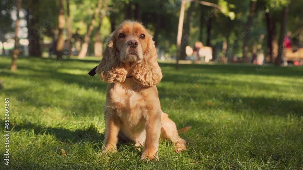 Cute English Cocker Spaniel Dog Sitting on Lawn with Green Grass. Pet Walking in City Park Cute English Cocker Spaniel Dog Sitting on Lawn with Green Grass. Pet Walking in City Park