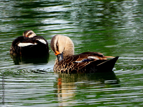 Ducks in a lake with green water