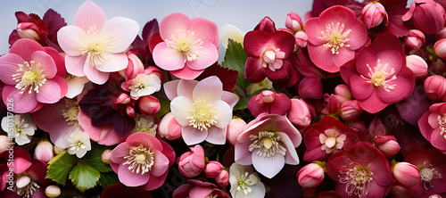 Panoramic Christmas Helleborus Flowers in garden, close up, Hellebore winter  Rose blooms photo