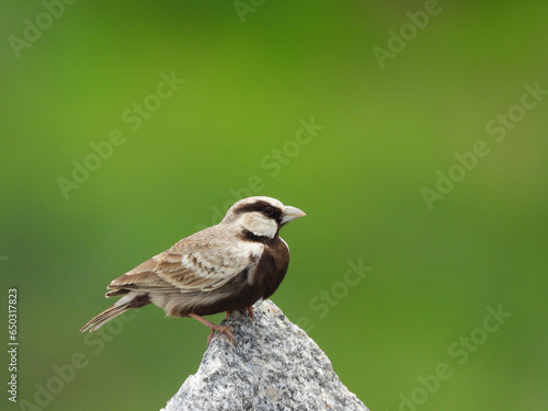 Ashy-crowned sparrow lark perched on a stone. 