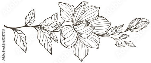 Out Line  Vector Magnolia Flowers
