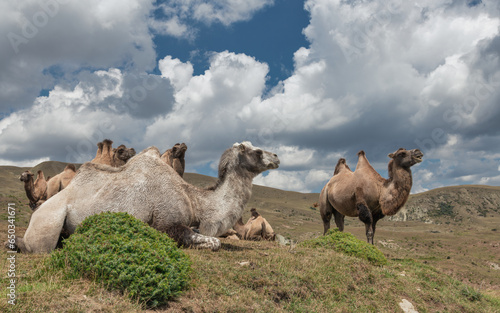 Camels in the mountains under the clouds. Road Lagich - Pirkuli. Southern slopes of the Greater Caucasian Range. Azerbaijan nature. photo