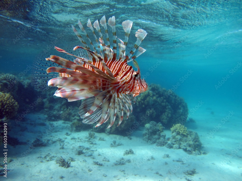 Lion Fish in the Red Sea in clear blue water hunting for food . Lion Fish in the Red Sea in clear blue water hunting for food .