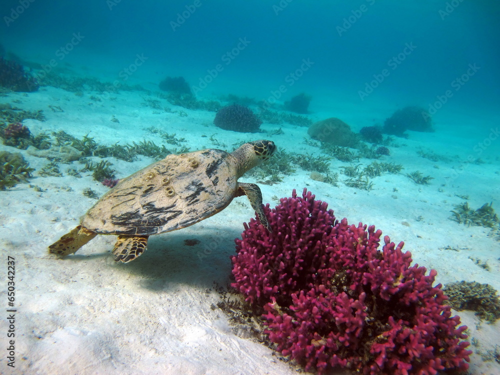 Naklejka premium Hawksbill sea turtle (CR species) Hawksbill Turtle - Eretmochelys imbricata.