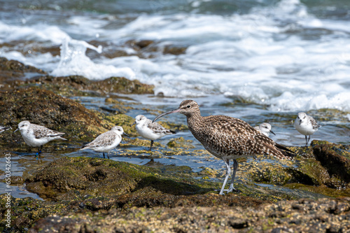 Eurasian Curlew, numenius arquata, and sandpipers searching for food along a rocky coast, Costa Calma, Fuerteventura photo