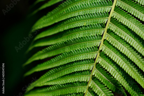 Fern leaf close up with isolated black background