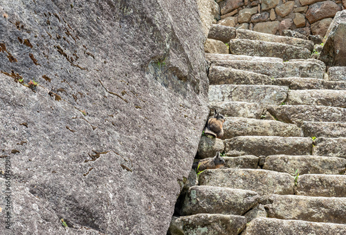 Vizcacha or Viscacha (Lagidium peruanum) on steps in Machu Picchu, Peru.  photo