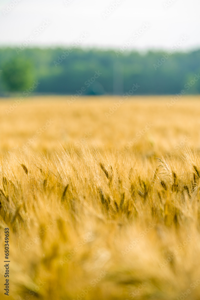 wheat field, grain, forage, healthy food