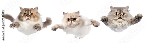 A trio of funny flying  grumpy Persian cats isolated against a transparent background, showcasing their fluffy fur and distinct personalities