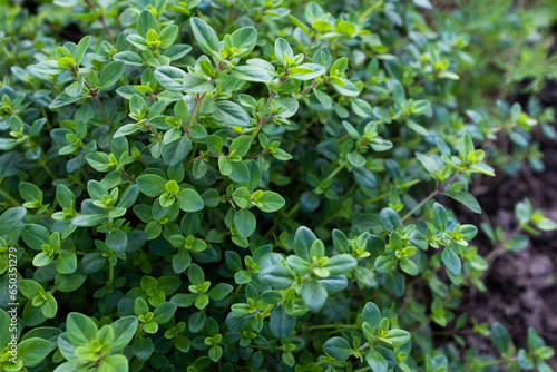 Картината върху платно Background from fragrant creeping thyme ground cover, close-up