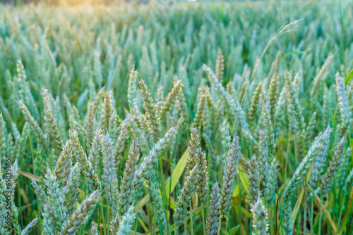 Wheat field at sunset. Young green wheat close-up in the light of the setting sun. Grain deal in Ukraine. Grain sales to third world countries. Agriculture and agricultural industry