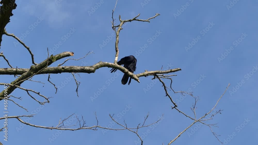 Bird Rook, Corvus frugilegus on dry branch of tree against blue sky on sunny autumn day - real time with zoom in. Topics: ornithology, fauna, natural environment, season Bird Rook, Corvus frugilegus on dry branch of tree against blue sky on sunny autumn day - real time with zoom in. Topics: ornithology, fauna, natural environment, season