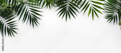 Minimalist palm leaf pattern composition on white background