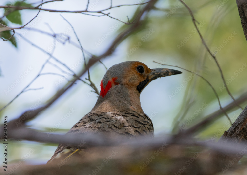 A Northern Flicker bird in a tree. A Northern Flicker bird in a tree.