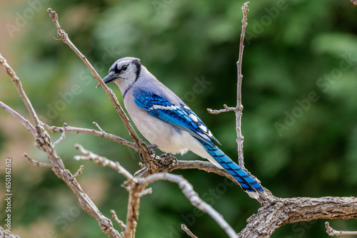 Blue Jay perched