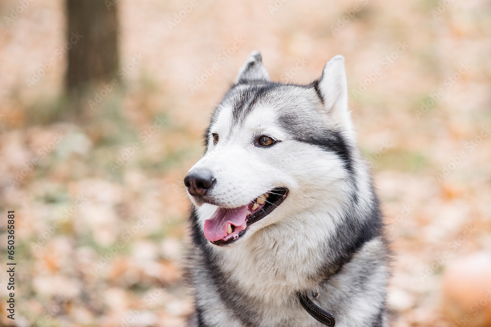 Close-up portrait of a Husky dog. Pet is happy, smiling, sticking out its pink tongue. Northern dogs