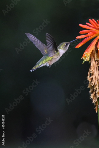 Ruby throated hummingbird feeding on Zenia flower.  photo
