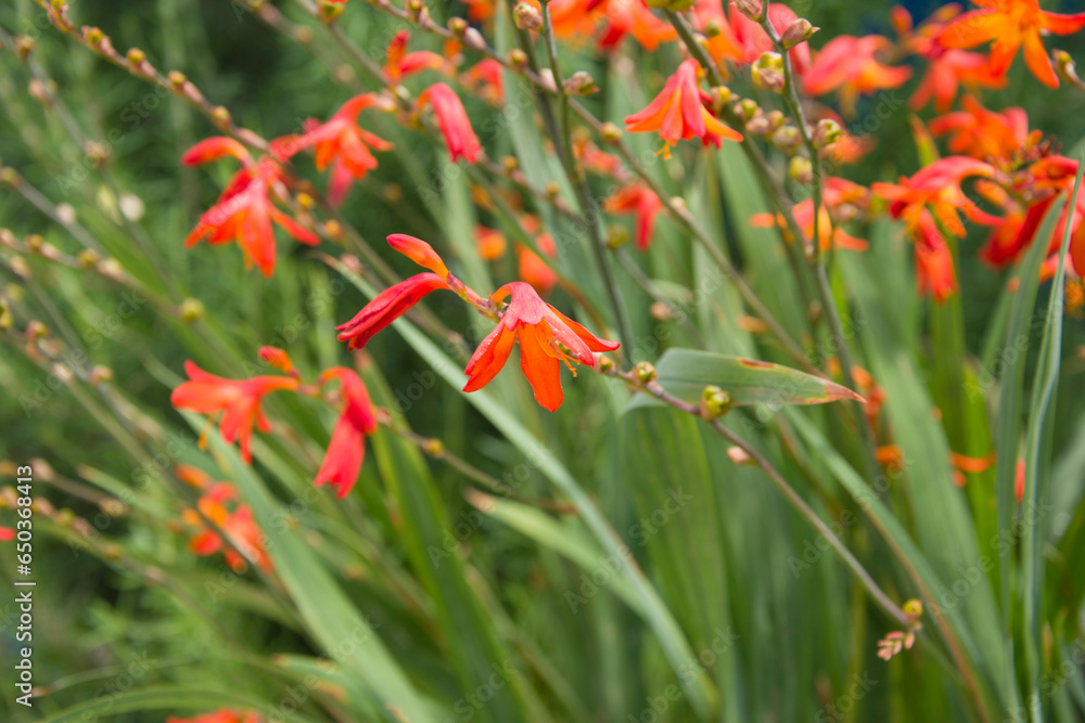 Beautiful orange crocosmia flowers in the garden. Beautiful orange crocosmia flowers in the garden.