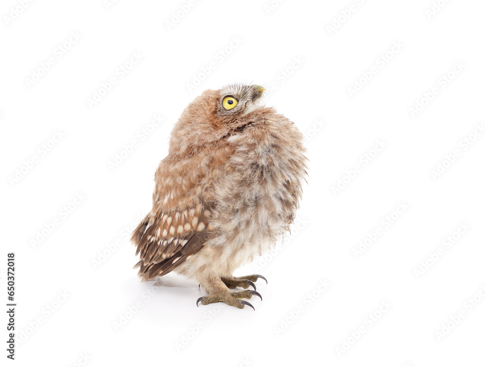 Fototapeta premium One small owl.