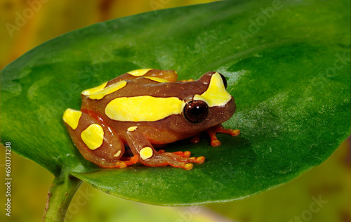 Surinam-Clownfrosch // Beireis' treefrog (Dendropsophus leucophyllatus)  photo