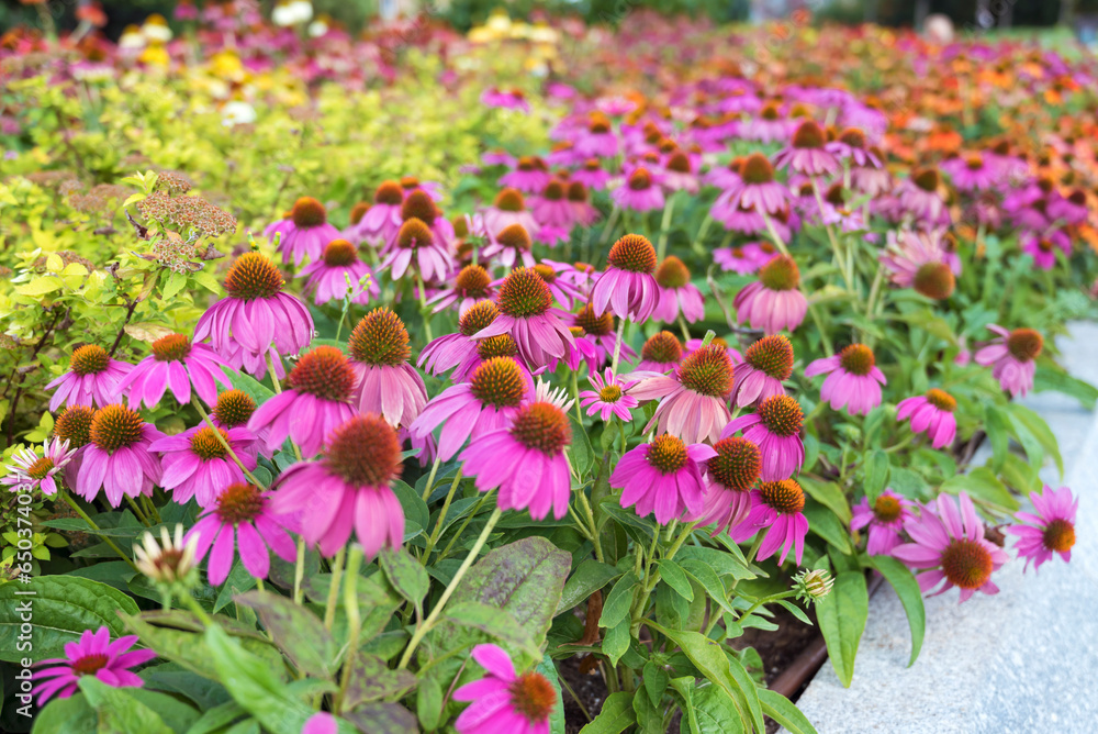 Margarita Flowers Blooming in a Spring Meadow. Flowers Background
Margarita Flowers Blooming in a Spring Meadow. Flowers Background