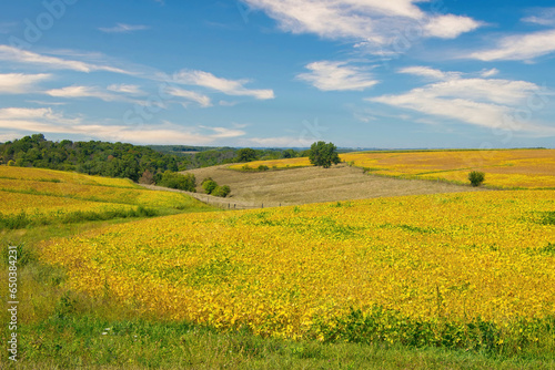 On a sunny day in late-Summer, hilly, yellow fields of soybeans are almost ready to harvest, near Dodgeville, W.