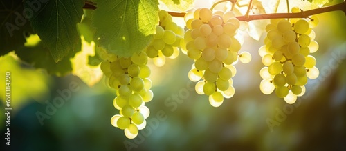 Translucent sunlight bathes the vineyard s green grapes photo