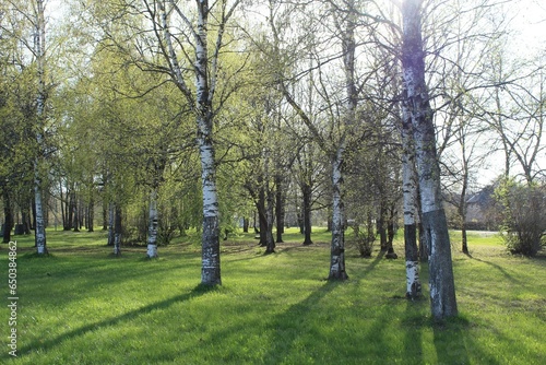 Spring in the birch grove. Beautiful sunny day in the forest. Spring landscape with green birch trees.