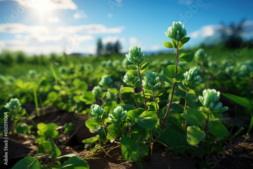 A field of cover crops like clover and rye, enhancing soil fertility and preventing erosion. Generative Ai.