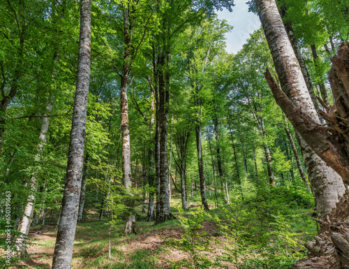 Ismayilli forest. Ismayilli. Southern slopes of the Greater Caucasian Range. Azerbaijan nature. photo