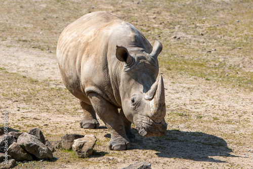 white rhino also square-lipped rhinocero (in german Breitmaulnashorn also Breitlippennashorn) Ceratotherium simum