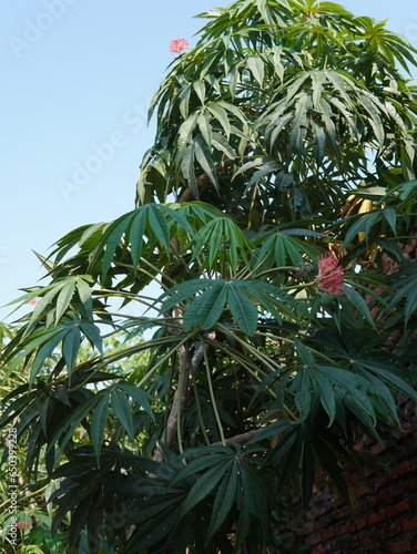 red flower of the Jatropha multifida plant or (coral bush, coral plant, Jarak tintir, Tanaman Yodium, Betadine, Jarak Dokter, Jarak Cina) photo