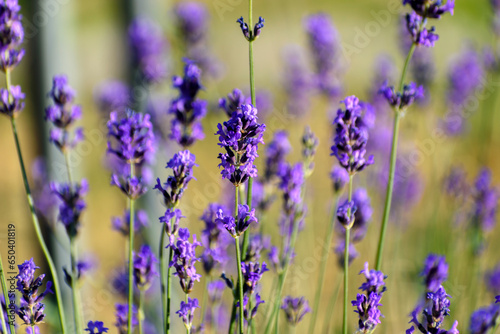 Fleurs Lavandes en été