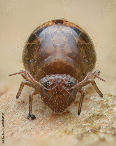 Symmetrical portrait of a brown Globular Springtail with thick hairs, on a piece of wood (Allacma fusca) photo