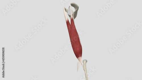 The biceps brachii (BB), commonly know as the biceps, is a large, thick muscle on the ventral portion of the upper arm photo