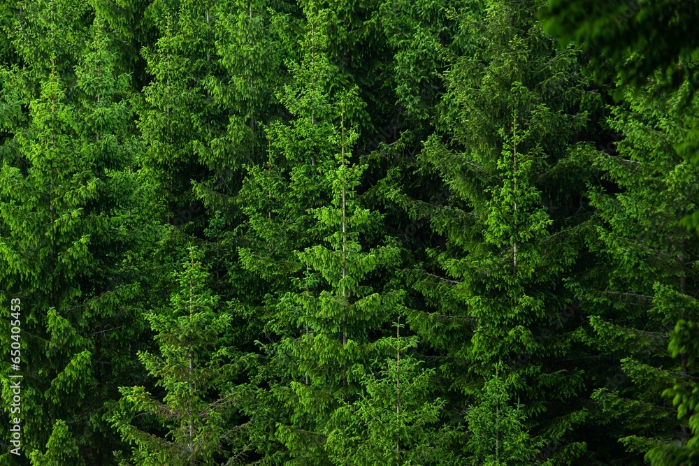 Closeup of a lush green fir trees forest under the natural light Closeup of a lush green fir trees forest under the natural light