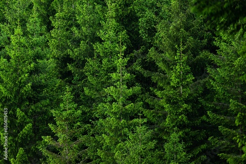 Closeup of a lush green fir trees forest under the natural light