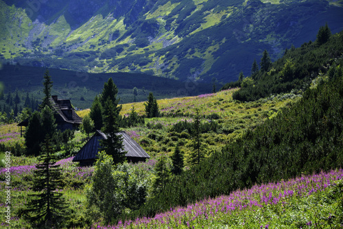 Cozy wooden house hut in Tatra mountains Poland. Summer clearing, meadow, pine trees, spruce trees, purple mountain flowers Epilobium angustifolium. Stanning landscape