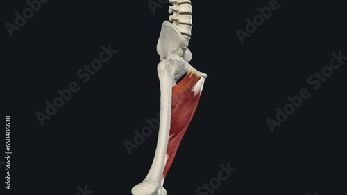 The pectineus muscle is a hip adductor, one of a group of five large muscles on the medial (middle) thigh that adduct the leg photo