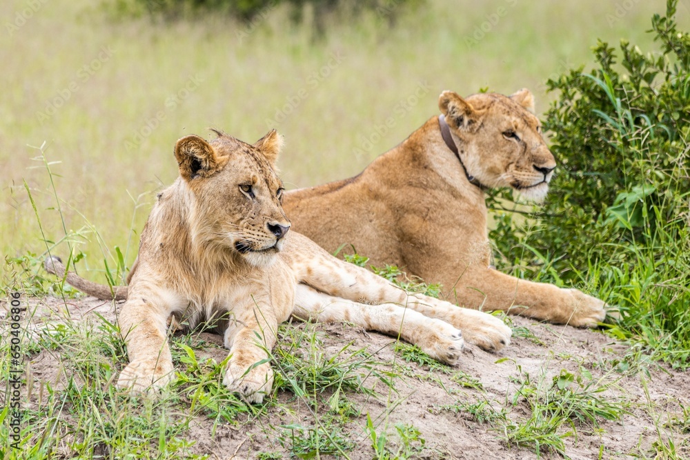 two lions are laying on a mound and the one is watching something two lions are laying on a mound and the one is watching something