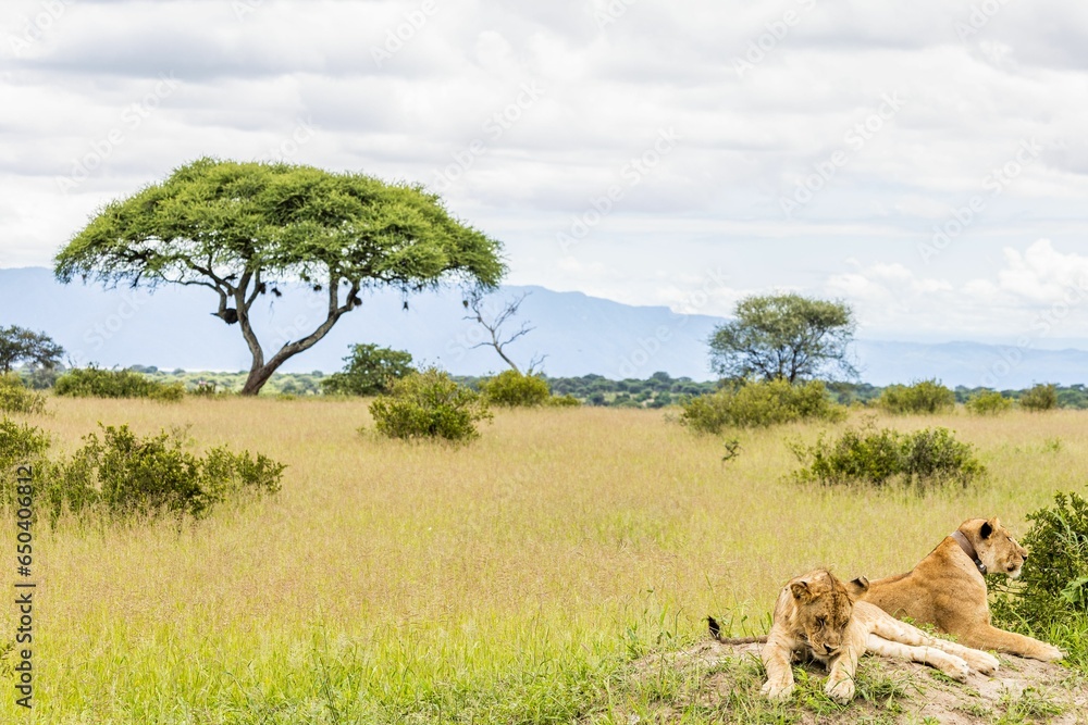 Fototapeta premium Male African lions in a grassy landscape near trees and bushes with a mountain range