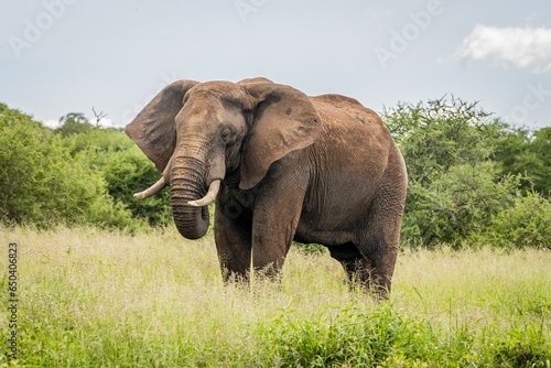Majestic elephant standing in a lush green grassland with a line of tall trees in the background