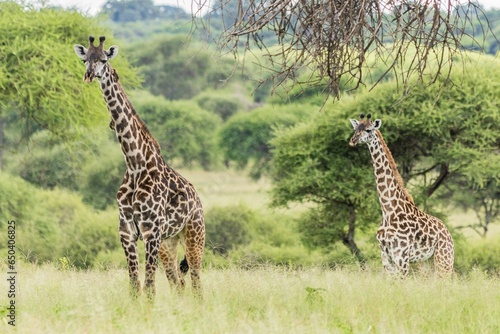 Tall, graceful giraffes standing in the middle of a lush, green field