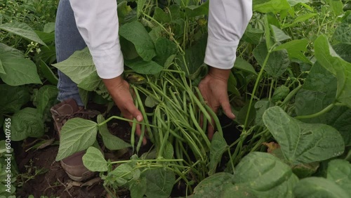 farmer showing green beans from crop