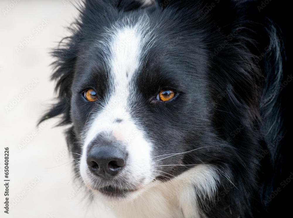 Adorable Border collie dog looks directly into the camera with a curious and inquisitive expression